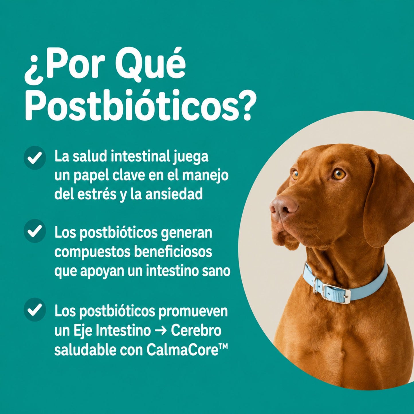 CalmaCore™ Bocaditos - Aveluno